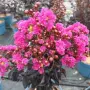 Lagerstroemia ‘Raspberry Sorbet’ (Лагерстремия ‘Малинов сорбет’), снимка 1