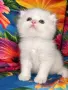 Мъжки шотландски котки, снимка 2