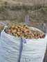 Продавам картофи, снимка 2