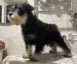 цвергшнауцер мъжки и женски, снимка 2