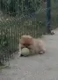 Продавам померани, снимка 1