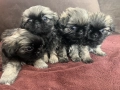 Малки Пекинези, снимка 2