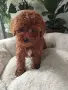 Poodle toy -мини пудел, снимка 4