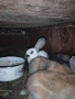 Продавам зайци, снимка 13
