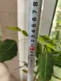 Фикус Религиоза над 70 см , снимка 5