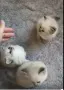 Невска маскарадна котка , снимка 3