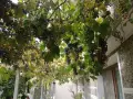Продавам тъмно грозде,подходящо само за червено вино,обирате го цялото по асмите за 30  всичкото., снимка 3