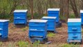 продавам пчелни семейства, снимка 1 - За пчели - 42475187