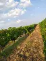 Продавам грозде директно от производител, снимка 3