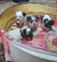 Йоркита бивър мъжки и женски , снимка 4