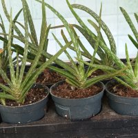Aloe Wera, снимка 3 - Стайни растения - 41893897