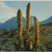 Картичка планинско цвете, снимка 1 - Филателия - 39473451