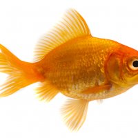 Малки Златни рибки - Златна риба - Лично Перник, снимка 1 - Рибки - 36919897