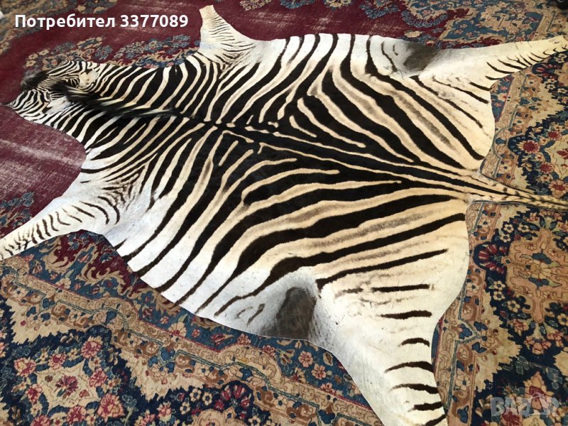 Зебра кожи от Южна Африка последни 3 броя, снимка 1