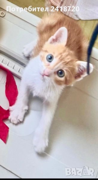 Подарявам коте / котенце, снимка 1