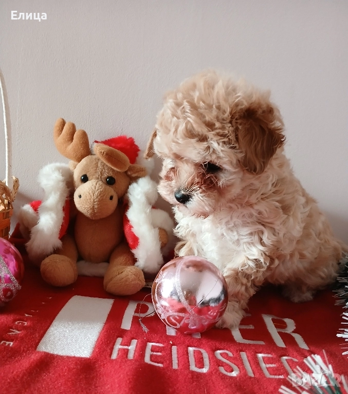 Малтипу момиче и момче, снимка 1