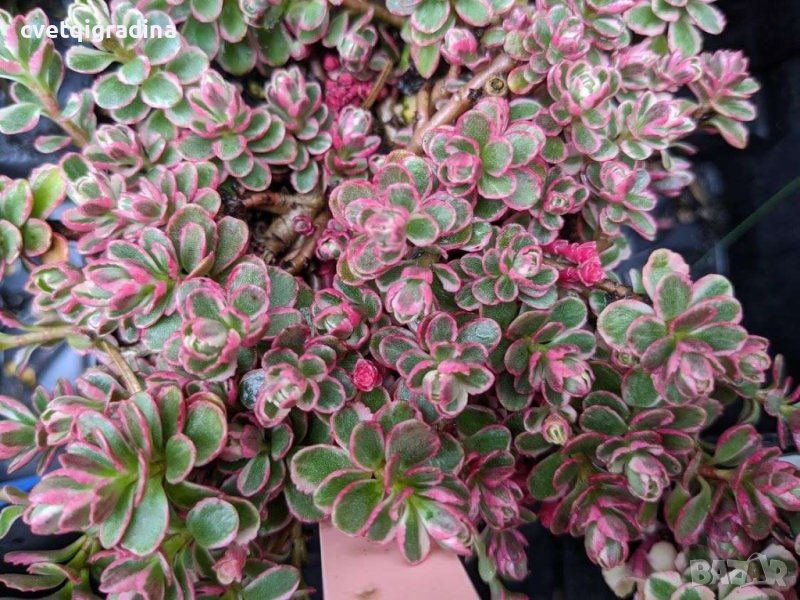 Sedum Spurium Tricolor (Седум Триколор), снимка 1