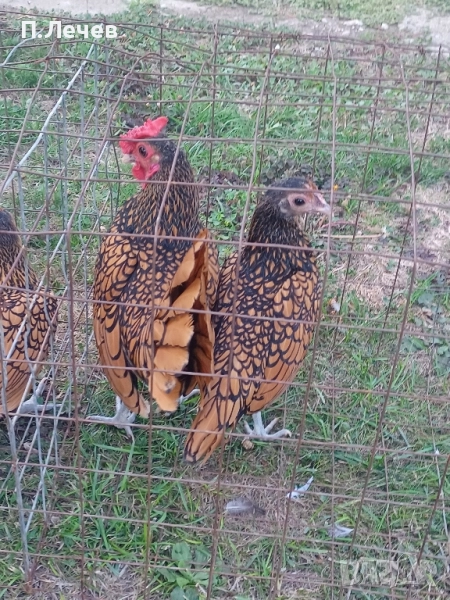 Зибрайт , снимка 1