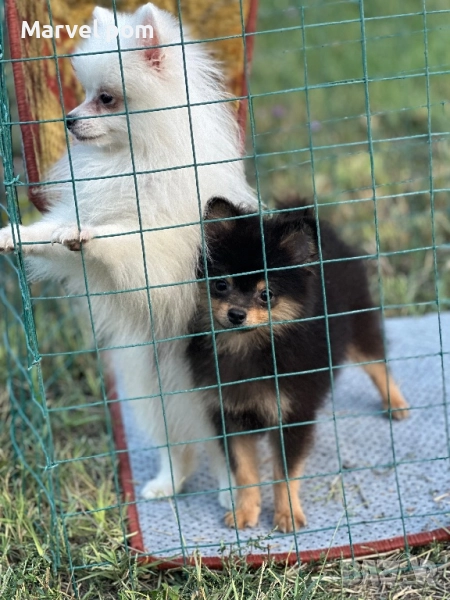 Померан мъжко, снимка 1