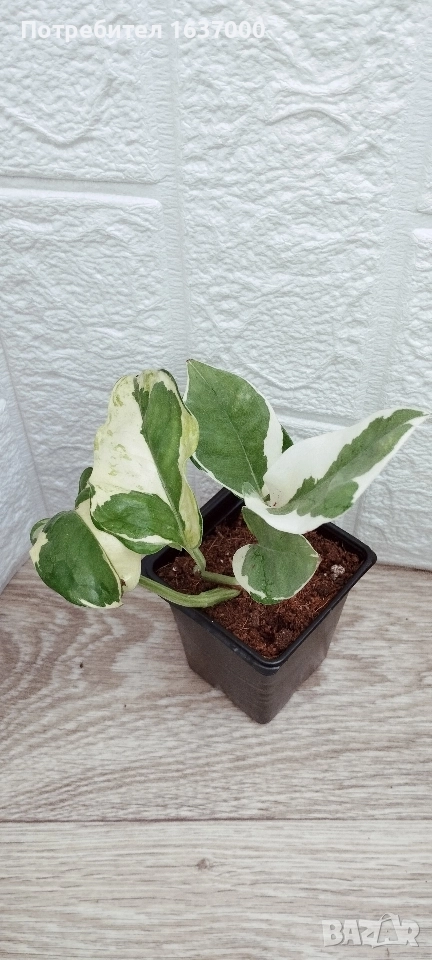 Епипремнум N'joy , снимка 1