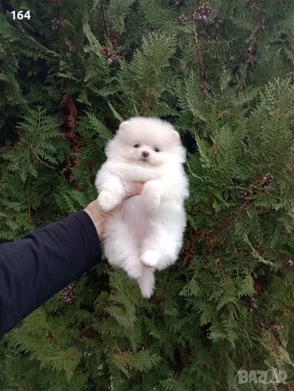 Женски Померан. Реални снимки от днес!, снимка 1