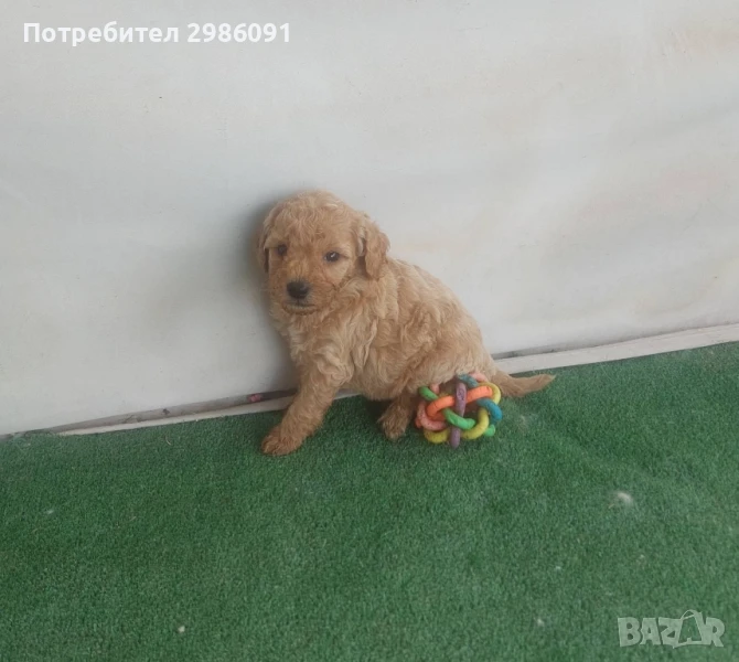 той пудел , снимка 1