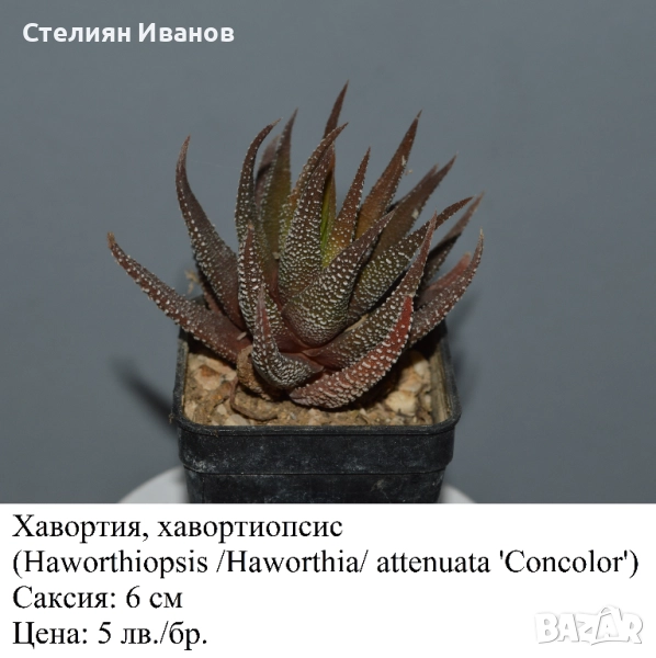 Сукуленти - алое, астролоба, хавортия, гастерия и гастералое,, снимка 1