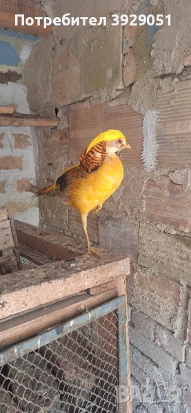 Продавам фазани, снимка 1