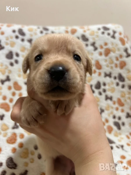 Американски Лабрадор Ретривър, снимка 1