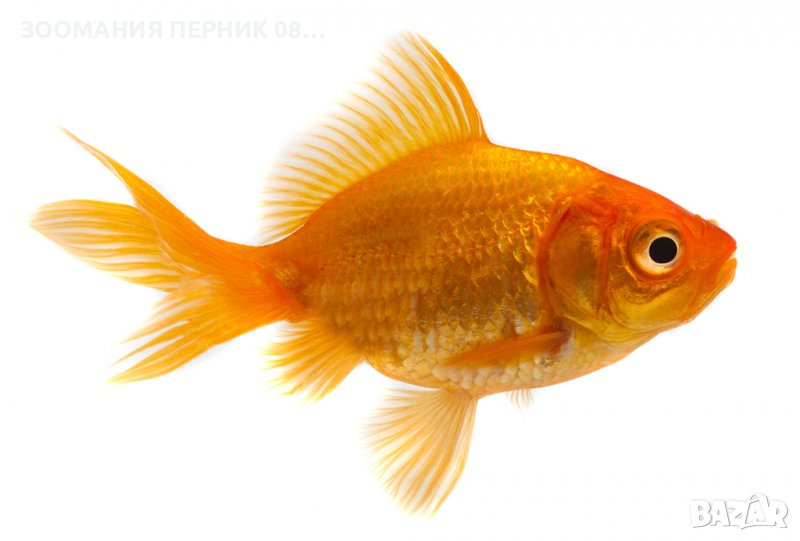 Малки Златни рибки - Златна риба - Лично Перник, снимка 1
