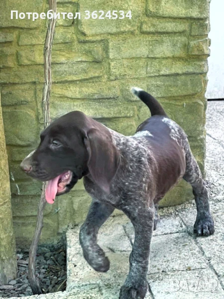 Курцхаарчета от родословни родители., снимка 1