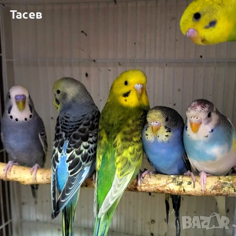 Вълнисти папагалчета