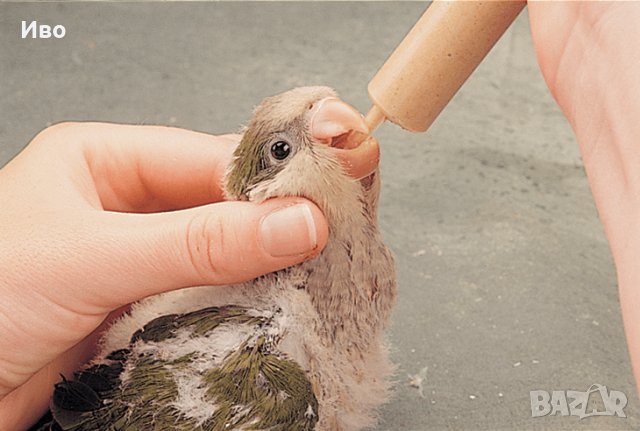 Ръчно хранене