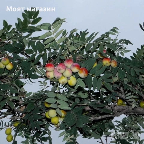 Скруша - sorbus domestica, снимка 3 - Градински цветя и растения - 53626811