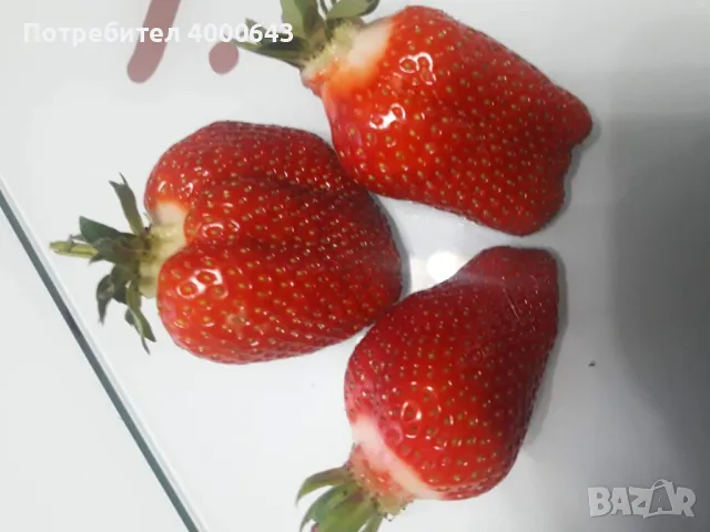 Ццелогодишен сорт ягоди и малини 