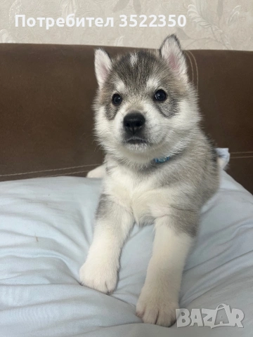 Бебета порода сибирско хъски –  за резервации , снимка 3 - Хъски - 53287534