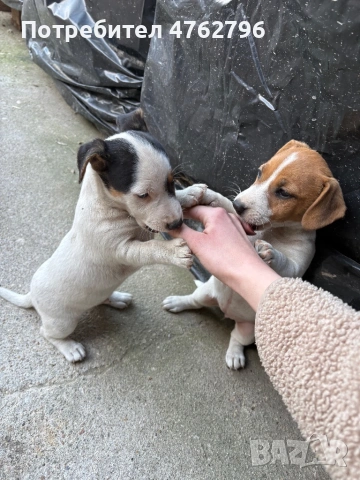 Чистокръвен Джак Ръсел, снимка 4 - Джак ръсел териер - 53807929