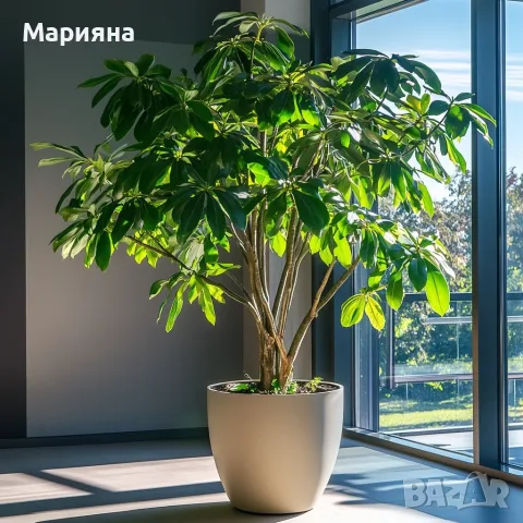 Красиво зелено растение - Шафлера 