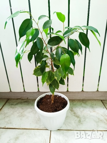 Аглаонема, Бенджамин и други стайни растения , снимка 12 - Стайни растения - 46295372