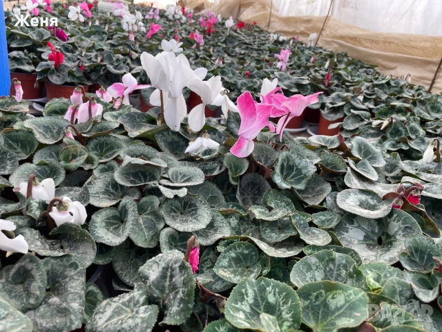 Уникална циклама ТОП !!!, снимка 2 - Градински цветя и растения - 53357012