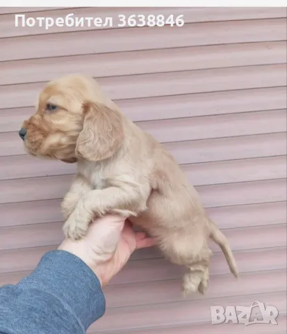 Кокер шпаньол , снимка 3 - Кокер шпаньол - 49342443