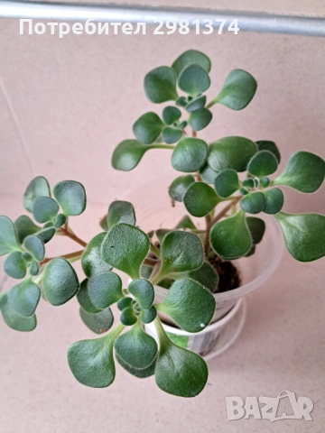 Дърво на парите, снимка 3 - Стайни растения - 53508875