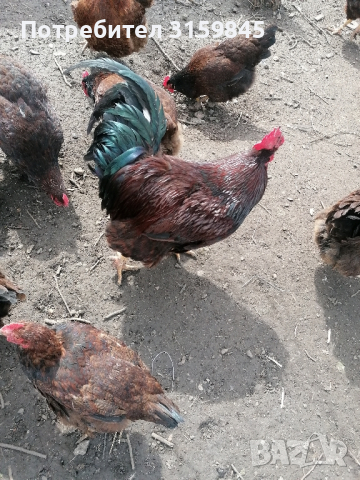 Яйца катунски кокошки червена линия , снимка 14 - други­ - 44797078