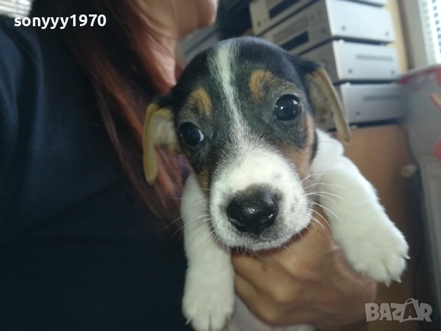 МЪЖКАР-ДЖАК РЪСЕЛ-ПОСЛЕДНА БРОЙКА!!! 2909251715, снимка 2 - Джак ръсел териер - 51880586