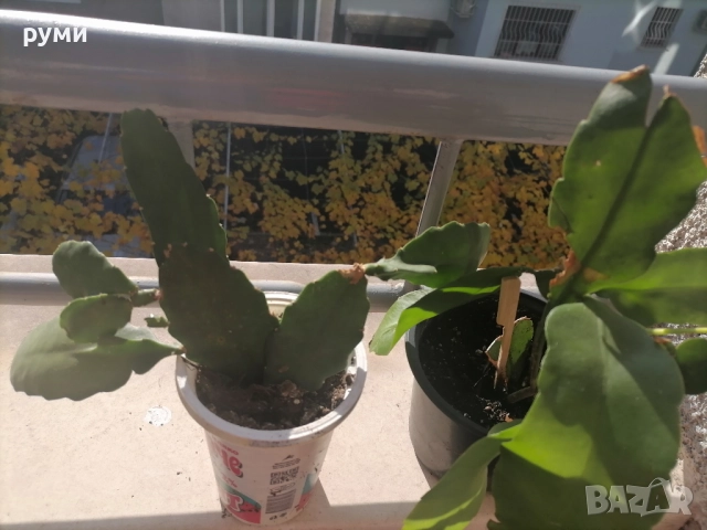 Розов    и бял епифилум, снимка 4 - Стайни растения - 43055914