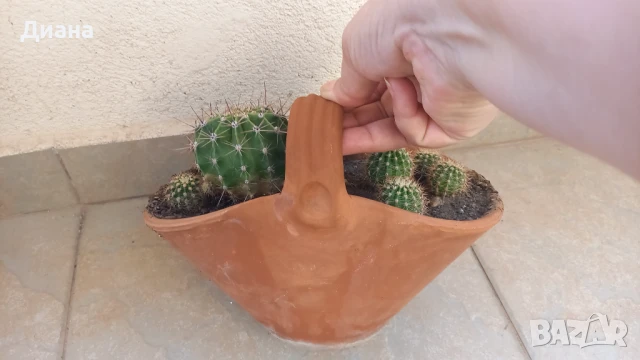 Ехинопси в керамична кошничка, снимка 5 - Стайни растения - 51073098