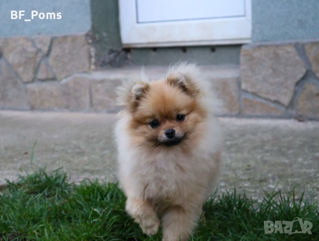 Миниатюрно момиченце померан с родословие FCI, снимка 5 - Померан - 50219721