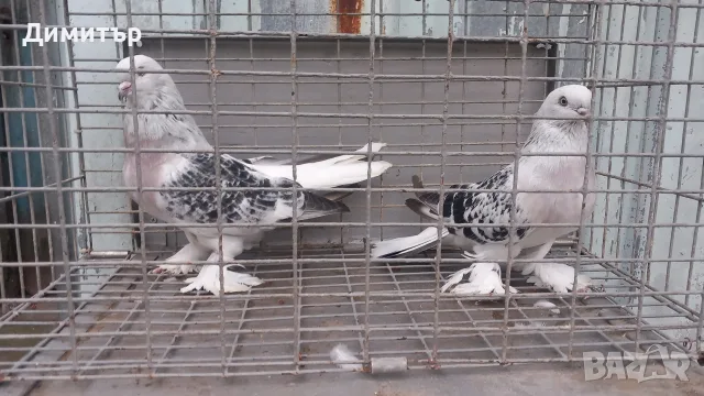 Мардини -Турски Чакмаклий , снимка 4 - Гълъби - 56327304