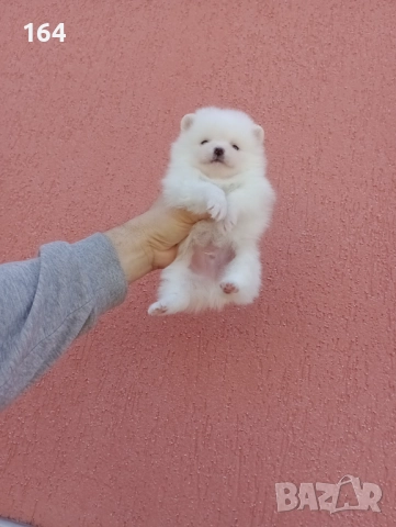 Померани. Мъжки и женски. , снимка 3 - Померан - 52929308