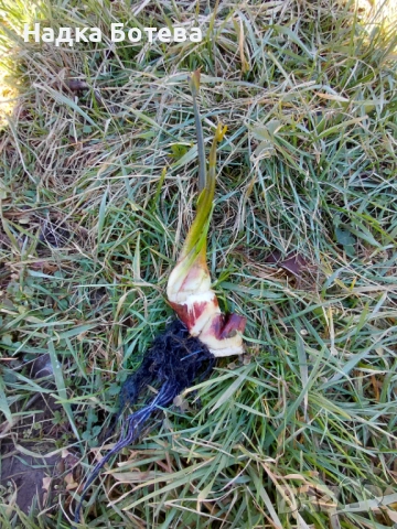 Воден зюмбюл, снимка 3 - Градински цветя и растения - 53474191